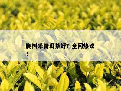 爬树采普洱茶好？全网热议！