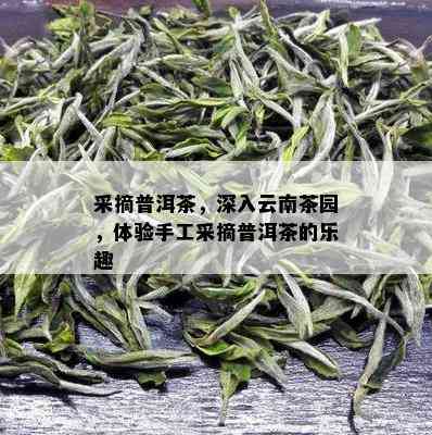 采摘普洱茶，深入云南茶园，体验手工采摘普洱茶的乐趣