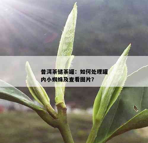 普洱茶储茶罐：如何处理罐内小蜘蛛及查看图片？