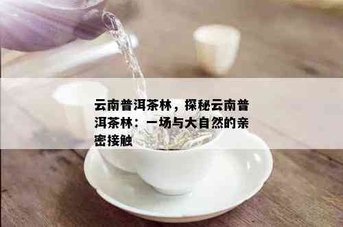 云南普洱茶林，探秘云南普洱茶林：一场与大自然的亲密接触