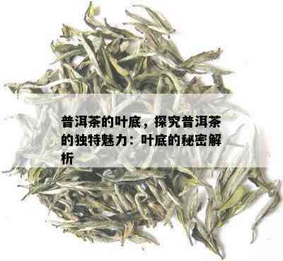 普洱茶的叶底，探究普洱茶的独特魅力：叶底的秘密解析