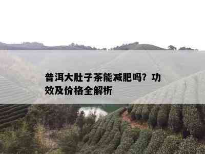 普洱大肚子茶能减肥吗？功效及价格全解析