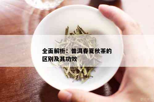 全面解析：普洱春夏秋茶的区别及其功效