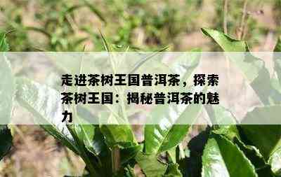 走进茶树王国普洱茶，探索茶树王国：揭秘普洱茶的魅力