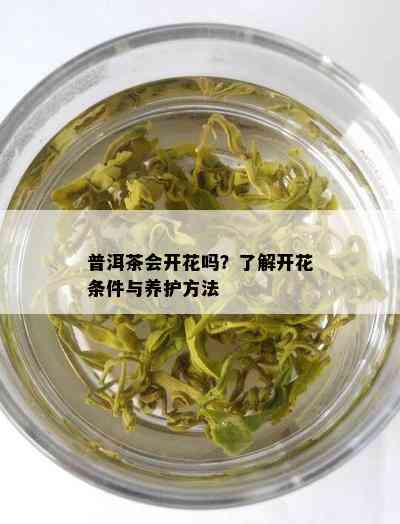 普洱茶会开花吗？了解开花条件与养护方法