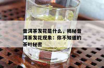 普洱茶发花是什么，揭秘普洱茶发花现象：你不知道的茶叶秘密