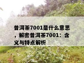 普洱茶7001是什么意思，解密普洱茶7001：含义与特点解析