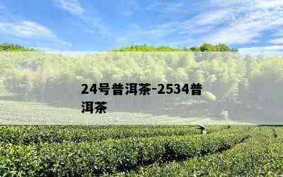 24号普洱茶-2534普洱茶