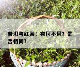 普洱与红茶：有何不同？是否相同？