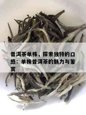 普洱茶单株，探索独特的口感：单株普洱茶的魅力与鉴赏