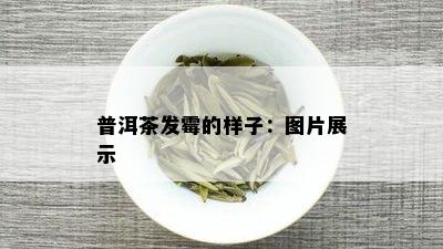 普洱茶发霉的样子：图片展示