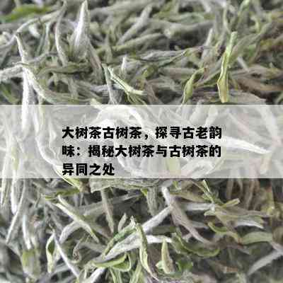 大树茶古树茶，探寻古老韵味：揭秘大树茶与古树茶的异同之处