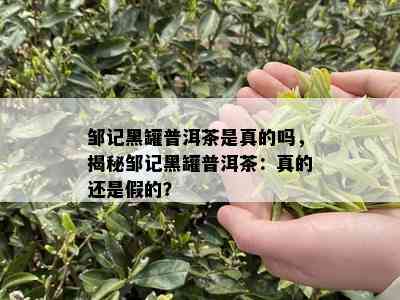 邹记黑罐普洱茶是真的吗，揭秘邹记黑罐普洱茶：真的还是假的？