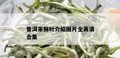 普洱茶鲜叶介绍图片全高清合集