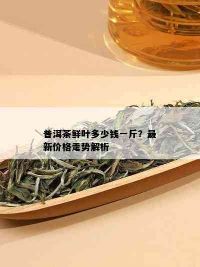 普洱茶鲜叶多少钱一斤？最新价格走势解析