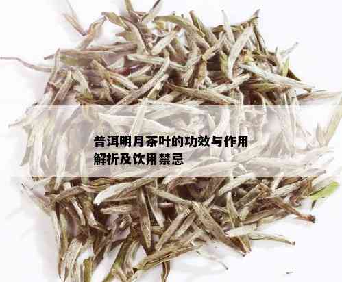 普洱明月茶叶的功效与作用解析及饮用禁忌