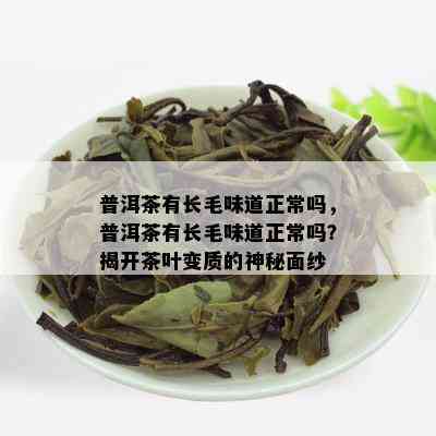 普洱茶有长毛味道正常吗，普洱茶有长毛味道正常吗？揭开茶叶变质的神秘面纱