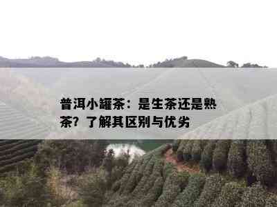 普洱小罐茶：是生茶还是熟茶？了解其区别与优劣