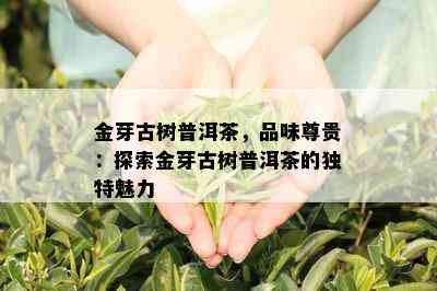 金芽古树普洱茶，品味尊贵：探索金芽古树普洱茶的独特魅力