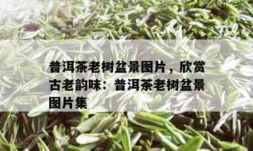 普洱茶老树盆景图片，欣赏古老韵味：普洱茶老树盆景图片集