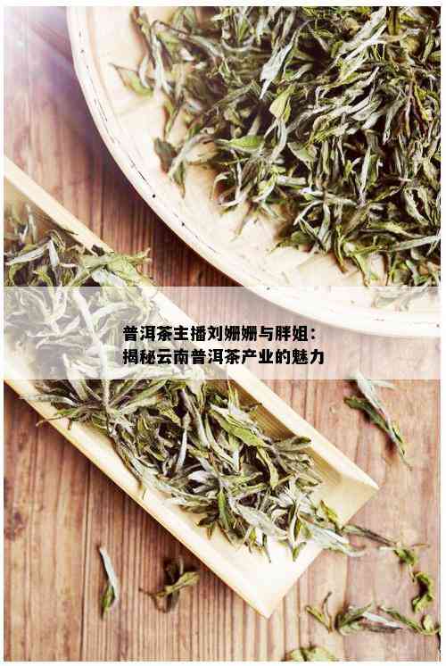 普洱茶主播刘姗姗与胖姐：揭秘云南普洱茶产业的魅力