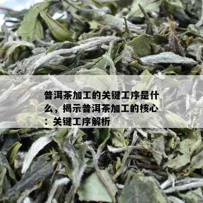 普洱茶加工的关键工序是什么，揭示普洱茶加工的核心：关键工序解析