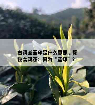 普洱茶蓝印是什么意思，探秘普洱茶：何为“蓝印”？