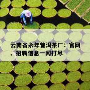 云南省永年普洱茶厂：官网、招聘信息一网打尽