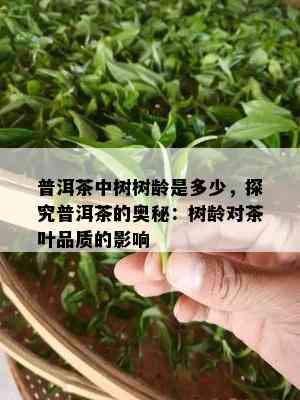 普洱茶中树树龄是多少，探究普洱茶的奥秘：树龄对茶叶品质的影响