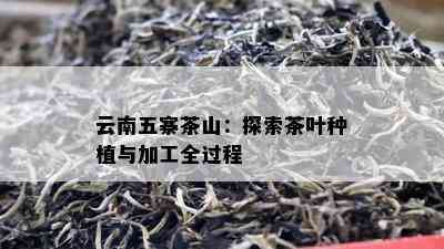 云南五寨茶山：探索茶叶种植与加工全过程