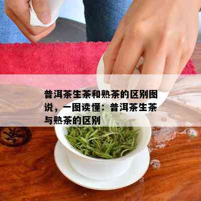 普洱茶生茶和熟茶的区别图说，一图读懂：普洱茶生茶与熟茶的区别