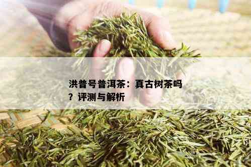 洪普号普洱茶：真古树茶吗？评测与解析