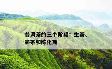 普洱茶的三个阶段：生茶、熟茶和陈化期