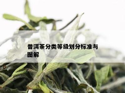 普洱茶分类等级划分标准与图解