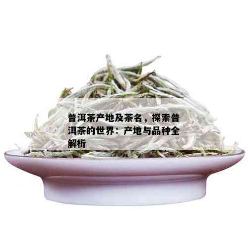 普洱茶产地及茶名，探索普洱茶的世界：产地与品种全解析