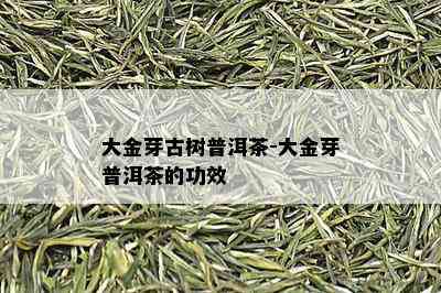 大金芽古树普洱茶-大金芽普洱茶的功效