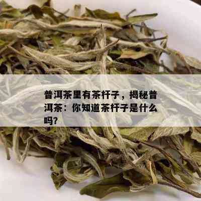 普洱茶里有茶杆子，揭秘普洱茶：你知道茶杆子是什么吗？