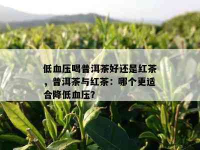 低血压喝普洱茶好还是红茶，普洱茶与红茶：哪个更适合降低血压？