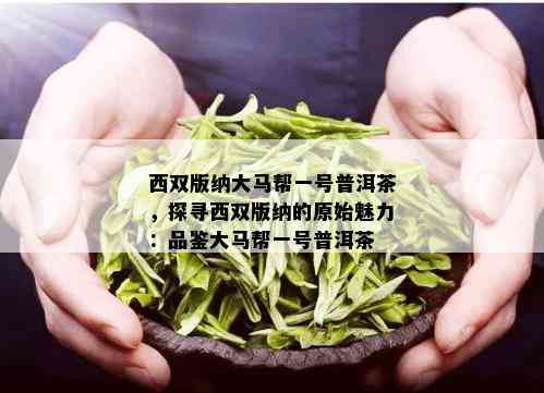 西双版纳大马帮一号普洱茶，探寻西双版纳的原始魅力：品鉴大马帮一号普洱茶