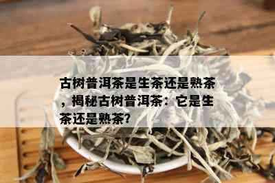 古树普洱茶是生茶还是熟茶，揭秘古树普洱茶：它是生茶还是熟茶？