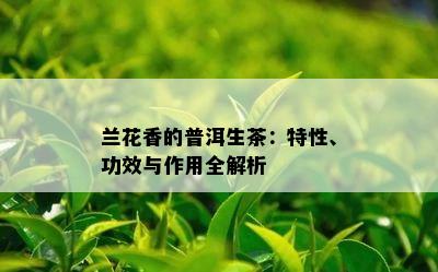 兰花香的普洱生茶：特性、功效与作用全解析