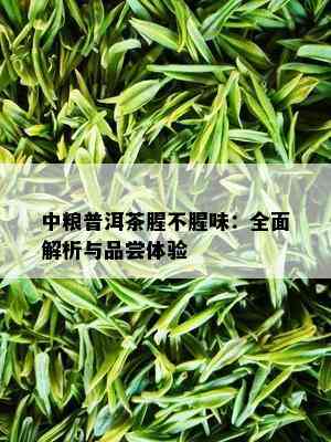 中粮普洱茶腥不腥味：全面解析与品尝体验