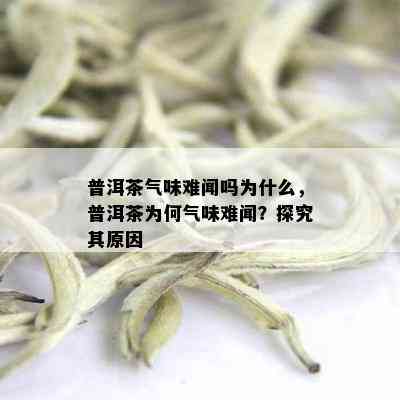 普洱茶气味难闻吗为什么，普洱茶为何气味难闻？探究其原因