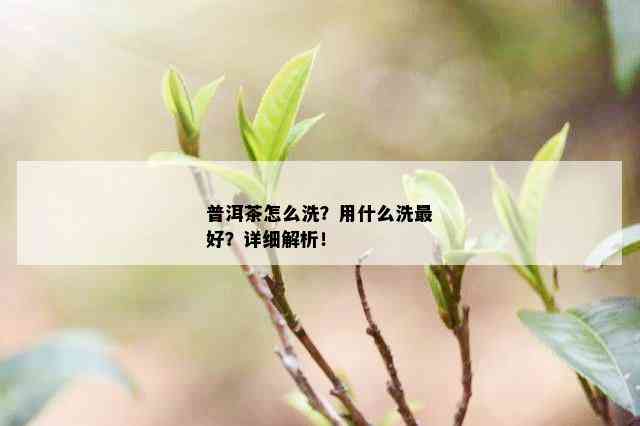 普洱茶怎么洗？用什么洗更好？详细解析！