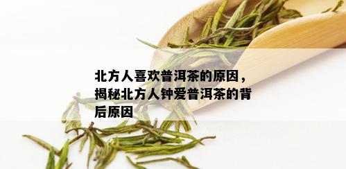 北方人喜欢普洱茶的原因，揭秘北方人钟爱普洱茶的背后原因