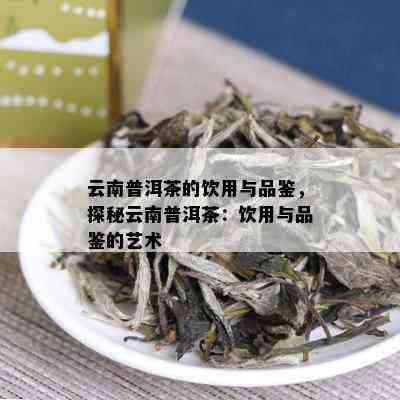 云南普洱茶的饮用与品鉴，探秘云南普洱茶：饮用与品鉴的艺术