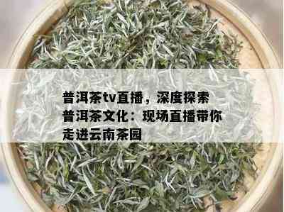 普洱茶tv直播，深度探索普洱茶文化：现场直播带你走进云南茶园