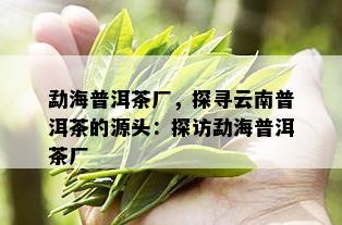 勐海普洱茶厂，探寻云南普洱茶的源头：探访勐海普洱茶厂