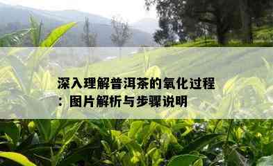 深入理解普洱茶的氧化过程：图片解析与步骤说明