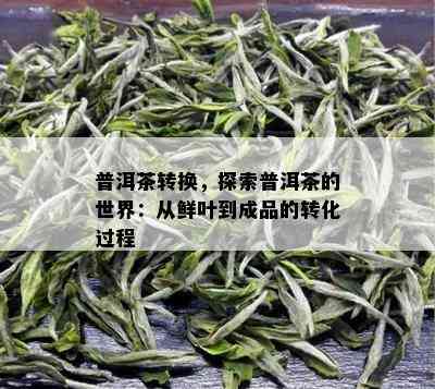 普洱茶转换，探索普洱茶的世界：从鲜叶到成品的转化过程